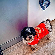 Louna participe au concours pour gagner de l'argent avec cette photo : dog, small_dog, red_sweater, festive_clothing, wooden_floor, indoor, curious, pet, companion, black_and_white_fur, shaggy_fur, looking_up, domestic_animal, cute, holiday_theme, cozy, flooring, door, household, canine