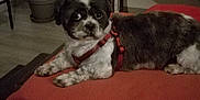 Louna participe au concours pour gagner de l'argent avec cette photo : dog, indoor, pet, small_dog, red_blanket, floor, plant, potted_plant, wooden_chair, fur, animal, curious, lying_down, domestic, cozy, furniture, room, cute, companion, resting