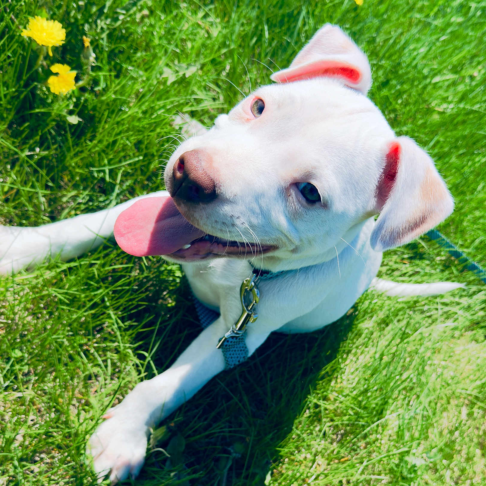 Frankie Ghost Malone is registered to the contest to win money with this photo: animal, canine, close_up, collar, cute, daylight, dog, grass, grass_field, happy, leash, nature, outdoor, pet, playful, summer, sunlight, tongue_out, white_dog, yellow_flowers