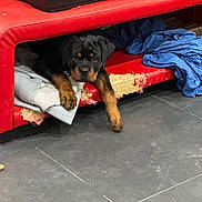 Arès a rejoint le concours — aidez-le/la à gagner de superbes lots ! puppy, rottweiler, dog, pet, indoor, floor, blanket, red_couch, worn_out, curious, paws, black_and_tan, young, cute, resting, tile_floor, cozy, home, animal, canine