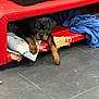 puppy, rottweiler, dog, pet, indoor, floor, blanket, red_couch, worn_out, curious, paws, black_and_tan, young, cute, resting, tile_floor, cozy, home, animal, canine