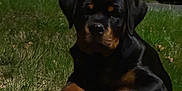 Arès a rejoint le concours — aidez-le/la à gagner de superbes lots ! rottweiler, puppy, dog, tree_stump, grass, outdoor, night, animal, pet, canine, fur, paw, black, brown, nature, young, resting, muzzle, ears, quiet
