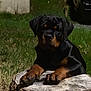 rottweiler, puppy, dog, tree_stump, grass, outdoor, night, animal, pet, canine, fur, paw, black, brown, nature, young, resting, muzzle, ears, quiet