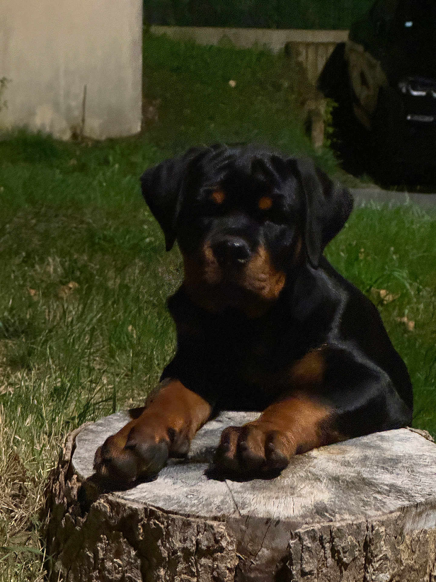 Arès a rejoint le concours — aidez-le/la à gagner de superbes lots ! rottweiler, puppy, dog, tree_stump, grass, outdoor, night, animal, pet, canine, fur, paw, black, brown, nature, young, resting, muzzle, ears, quiet