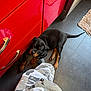 Arès a rejoint le concours — aidez-le/la à gagner de superbes lots ! rottweiler, puppy, dog, kitchen, red_cabinet, floor, tile_floor, camo_pants, shoe, pet, indoor, looking_up, black_dog, brown_paws, resting, adorable, canine, domestic_animal, young_dog, curious