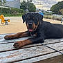 Arès a rejoint le concours — aidez-le/la à gagner de superbes lots ! rottweiler, puppy, dog, animal, pet, wooden_table, playground, outdoor, tongue_out, leash, grass, bench, trees, sky, cloudy, happy, young_dog, nature, park, daytime