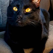 Baylor joined the competition — help win amazing prizes! black_cat, cat, pet, animal, feline, yellow_eyes, chair, indoor, close_up, fur, whiskers, ears, relaxed, seated, texture, shadow, light, contrast, domestic_cat, portrait