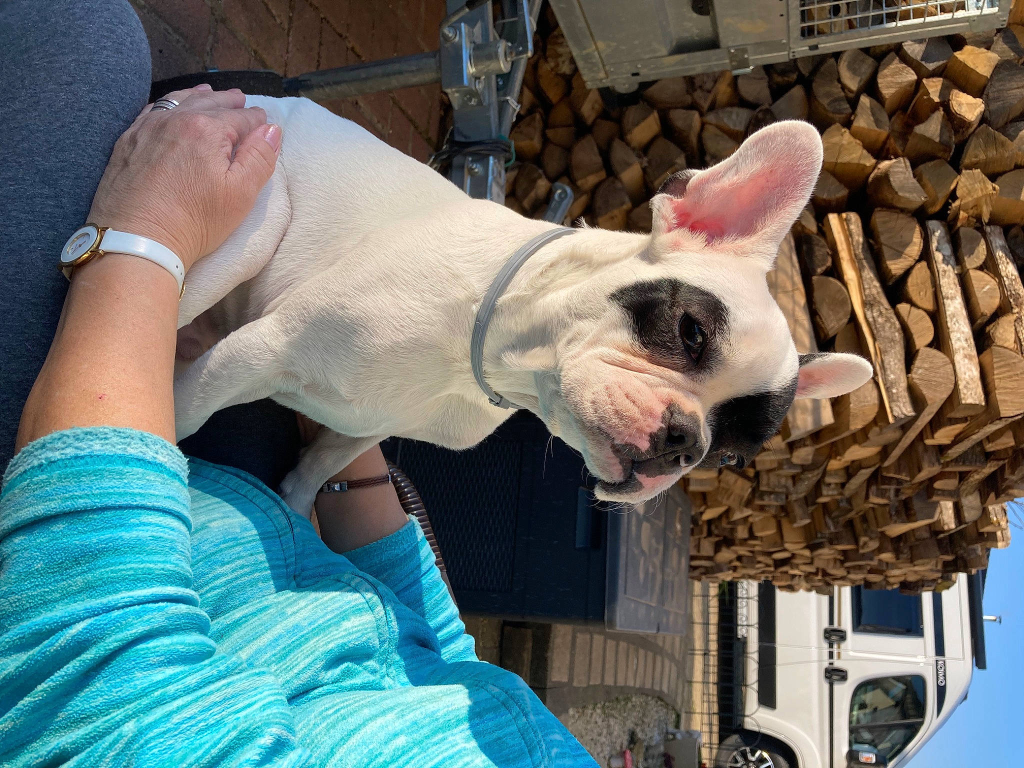 Sniper participe au concours pour gagner de l'argent avec cette photo : blue, bull_terrier, carnivore, comfort, companion_dog, dog, dog_breed, ear, elbow, electric_blue, fawn, foot, fur, human_leg, snout, sporting_group, whiskers, window, working_animal, wrist