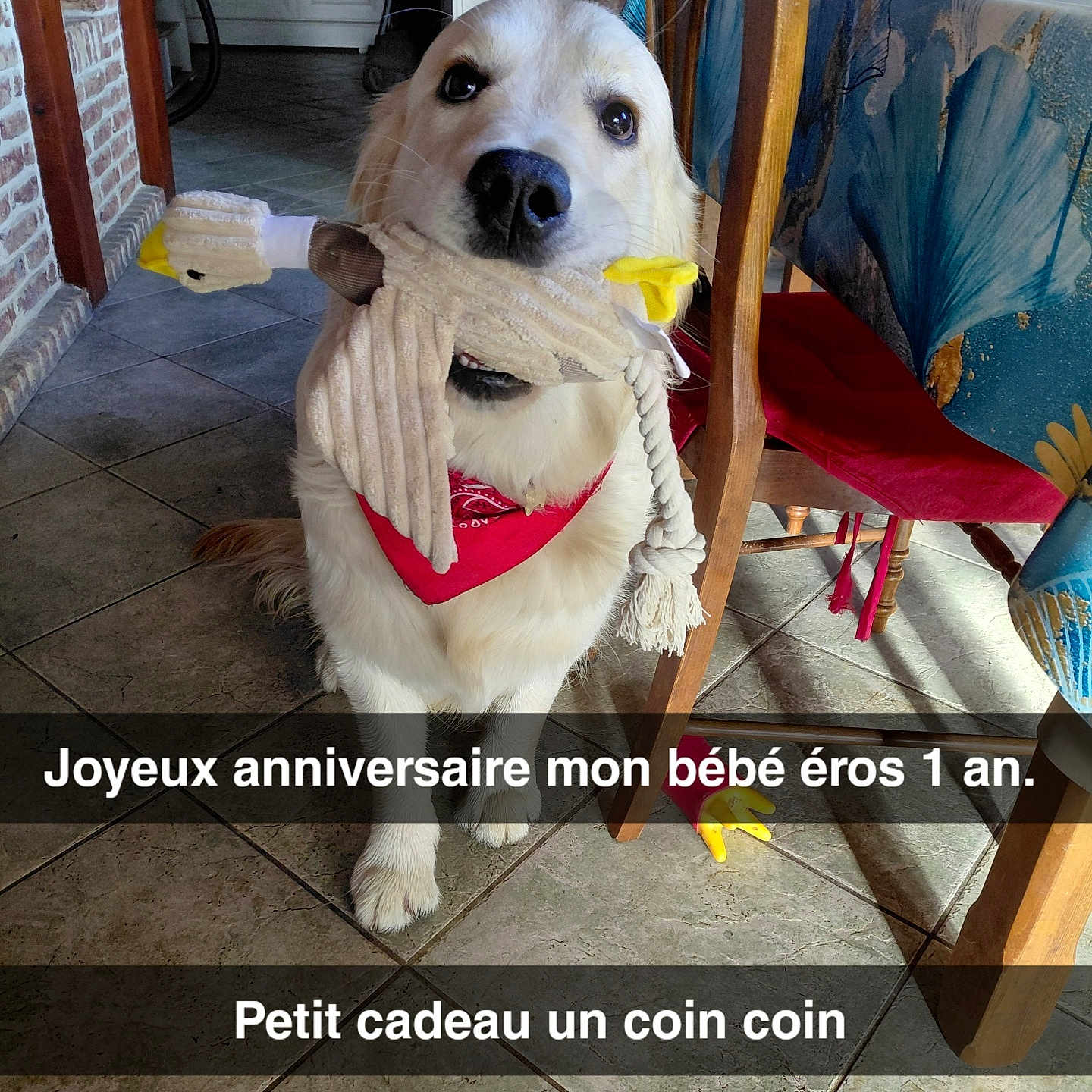 éros a rejoint le concours — aidez-le/la à gagner de superbes lots ! dog, golden_retriever, birthday, scarf, bandana, costume, festive, pet, puppy, sitting, indoors, dining_room, kitchen, chair, table, tile_floor, portrait, white_fur, red_accessory, funny