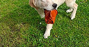 éros a rejoint le concours — aidez-le/la à gagner de superbes lots ! dog, golden_retriever, pet, animal, outdoor, garden, grass, lawn, toy, rubber_toy, playing, fetch, standing, walking, cream_fur, floppy_ears, tail, dandelions, backyard, daylight