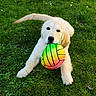 éros a rejoint le concours — aidez-le/la à gagner de superbes lots ! puppy, dog, golden_retriever, basketball, ball, grass, lawn, outdoor, daisies, flowers, pet, animal, canine, fluffy, white_fur, sitting, playful, cute, portrait, daylight
