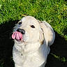 dog, puppy, golden_retriever, cream_fur, fluffy, standing, tongue_out, licking_nose, black_nose, brown_eyes, long_fur, grass, outdoor, sunlight, shadow, pet, canine, close_up, adorable, animal_portrait