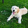éros participe au concours pour gagner de l'argent avec cette photo : dog, puppy, golden_retriever, pet, canine, white_fur, floppy_ears, tongue_out, happy, smiling, lying_down, grass, lawn, daisies, flowers, garden, outdoor, backyard, fence, portrait