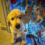 éros a rejoint le concours — aidez-le/la à gagner de superbes lots ! puppy, dog, golden, fluffy, christmas, christmas_tree, ornaments, holiday, festive, indoors, portrait, pet, animal, fur, brown_eyes, black_nose, sitting, cozy, blanket, decorations