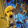 puppy, dog, golden, fluffy, christmas, christmas_tree, ornaments, holiday, festive, indoors, portrait, pet, animal, fur, brown_eyes, black_nose, sitting, cozy, blanket, decorations