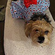 Pepper joined the competition — help win amazing prizes! dog, small_dog, pet, clothing, outfit, bow, red_bow, blue_outfit, patterned_clothing, blanket, knitted_blanket, couch, furniture, indoor, close_up, lying_down, cute, fur, face, resting