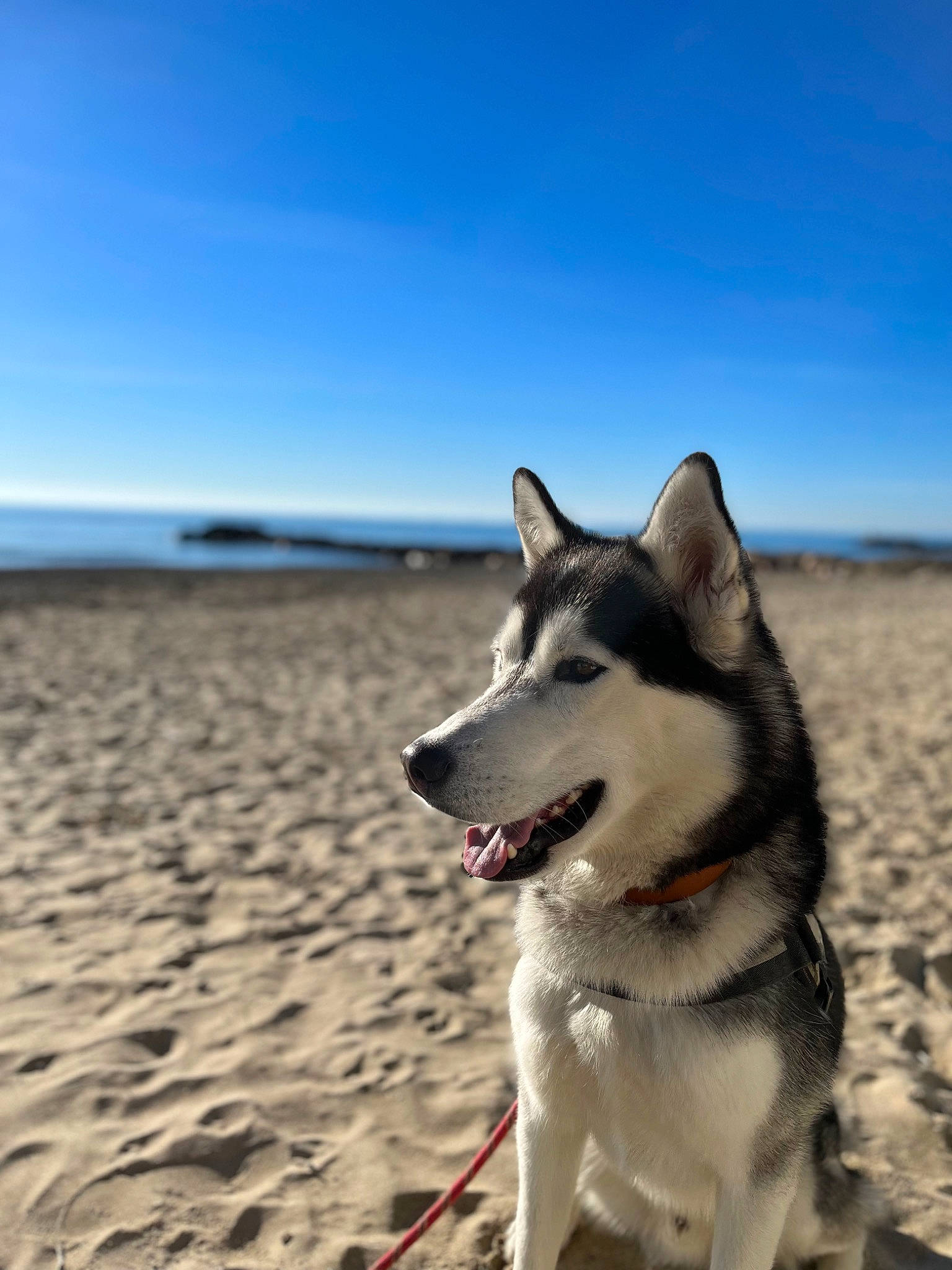Ralph participe au concours pour gagner de l'argent avec cette photo : beach, canidae, carnivore, cloud, companion_dog, dog, dog_breed, horizon, landscape, non_sporting_group, ocean, sand, siberian_husky, singing_sand, sky, sled_dog, sporting_group, water, wind, working_dog
