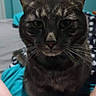 Midnight is registered to the contest to win money with this photo: animal, bed, blanket, cat, close_up, cute, domestic_cat, ears, eyes, feline, fur, home, indoor, legs, looking, pet, sitting, striped, tabby, whiskers