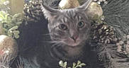 Midnight is registered to the contest to win money with this photo: cat, tabby_cat, wreath, pine_cones, decorations, holiday, festive, greenery, glitter, ornaments, animal, pet, cute, curious, indoor, closeup, face, ears, feline, nature
