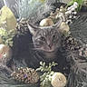 cat, tabby_cat, wreath, pine_cones, decorations, holiday, festive, greenery, glitter, ornaments, animal, pet, cute, curious, indoor, closeup, face, ears, feline, nature