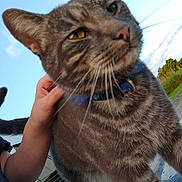 Midnight is registered to the contest to win money with this photo: animal, cat, close_up, collar, curious, daylight, domestic_cat, ears, face, fence, grass, hand, nature, outdoor, person, petting, sky, tabby, tail, whiskers