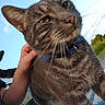 animal, cat, close_up, collar, curious, daylight, domestic_cat, ears, face, fence, grass, hand, nature, outdoor, person, petting, sky, tabby, tail, whiskers