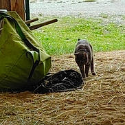 Midnight joined the competition — help win amazing prizes! cat, hay, barn, green_bag, grass, outdoor, animal, curious, fabric, ground, rustic, pet, walking, nature, daylight, feline, path, rural, texture, environment