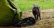 Midnight joined the competition — help win amazing prizes! animal, barn, cat, curious, daylight, environment, fabric, feline, grass, green_bag, ground, hay, nature, outdoor, path, pet, rural, rustic, texture, walking