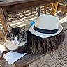 Tokyo participe au concours pour gagner de l'argent avec cette photo : cat, tabby_cat, hat, fedora, bench, wooden_bench, outdoor, table, wooden_table, stone_floor, patterned_floor, pet, animal, fur, green_eyes, relaxed, sunlight, daylight, resting, cute
