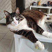 Tokyo a rejoint le concours — aidez-le/la à gagner de superbes lots ! cat, tabby_cat, indoor, table, furniture, stretching, green_eyes, pet, relaxed, whiskers, ears, paw, face, nose, floor, shelf, figurine, elephant, decor, patterned_wall