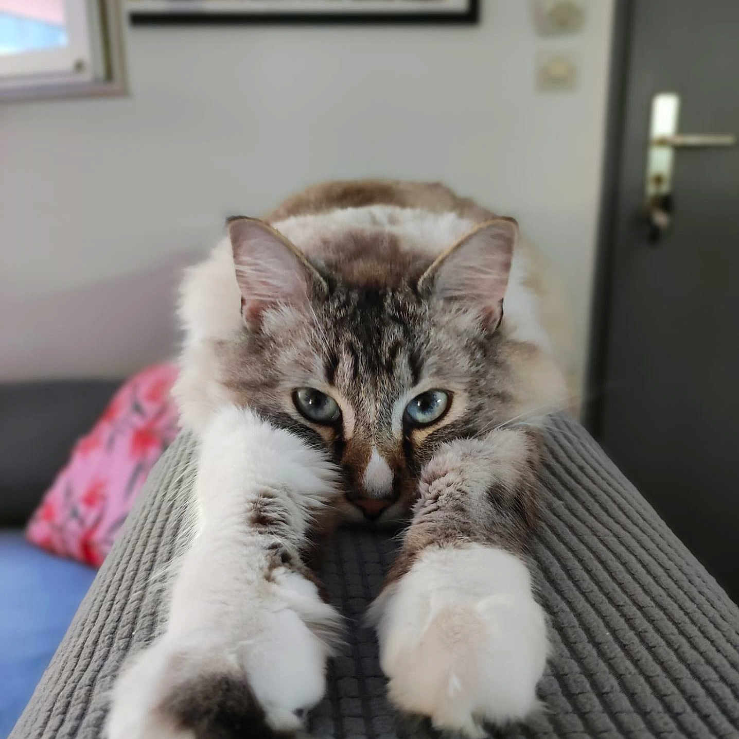 Sydney participe au concours pour gagner de l'argent avec cette photo : animal, bed, bedroom, blanket, cat, couch, cushion, face, furniture, head, homedecor, indoors, interiordesign, kitten, manx, person, pet, rat, rodent, room