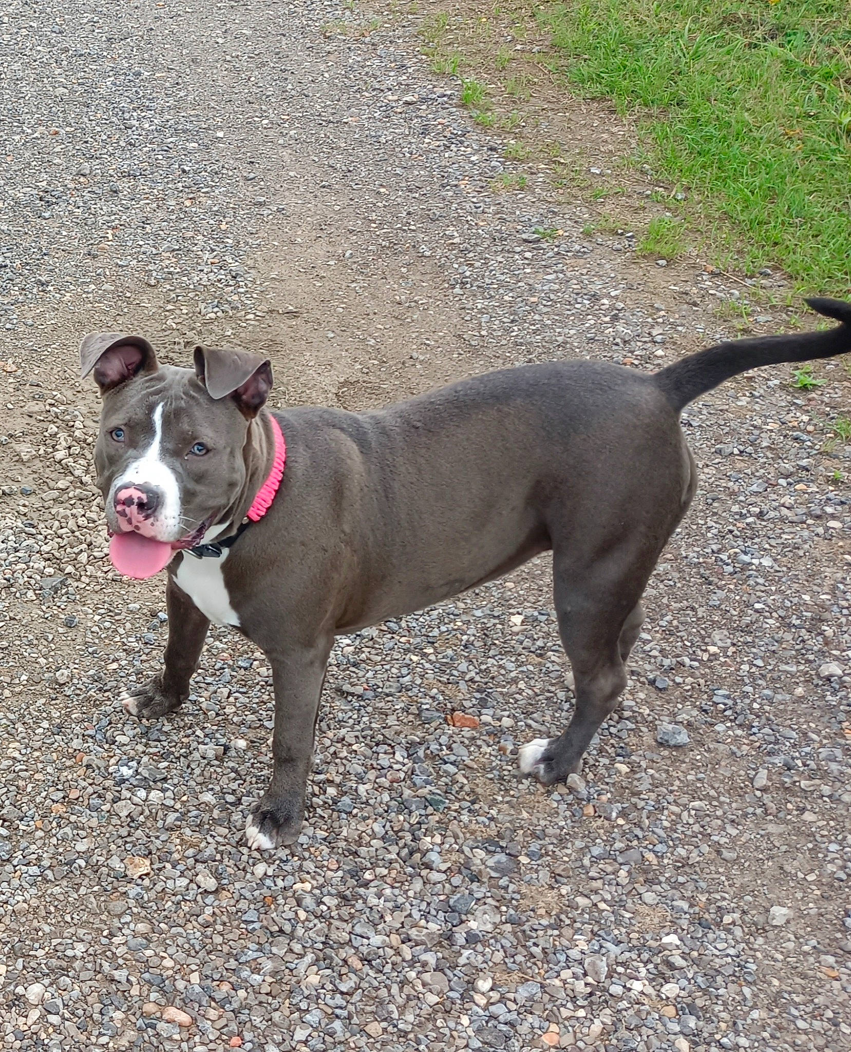 Tixi participe au concours pour gagner de l'argent avec cette photo : bull_and_terrier, bulldog, carnivore, collar, companion_dog, dog, dog_breed, dog_collar, dog_supply, fashion_accessory, fawn, leash, molosser, pet_supply, road_surface, snout, sporting_group, tail, terrestrial_animal, whiskers