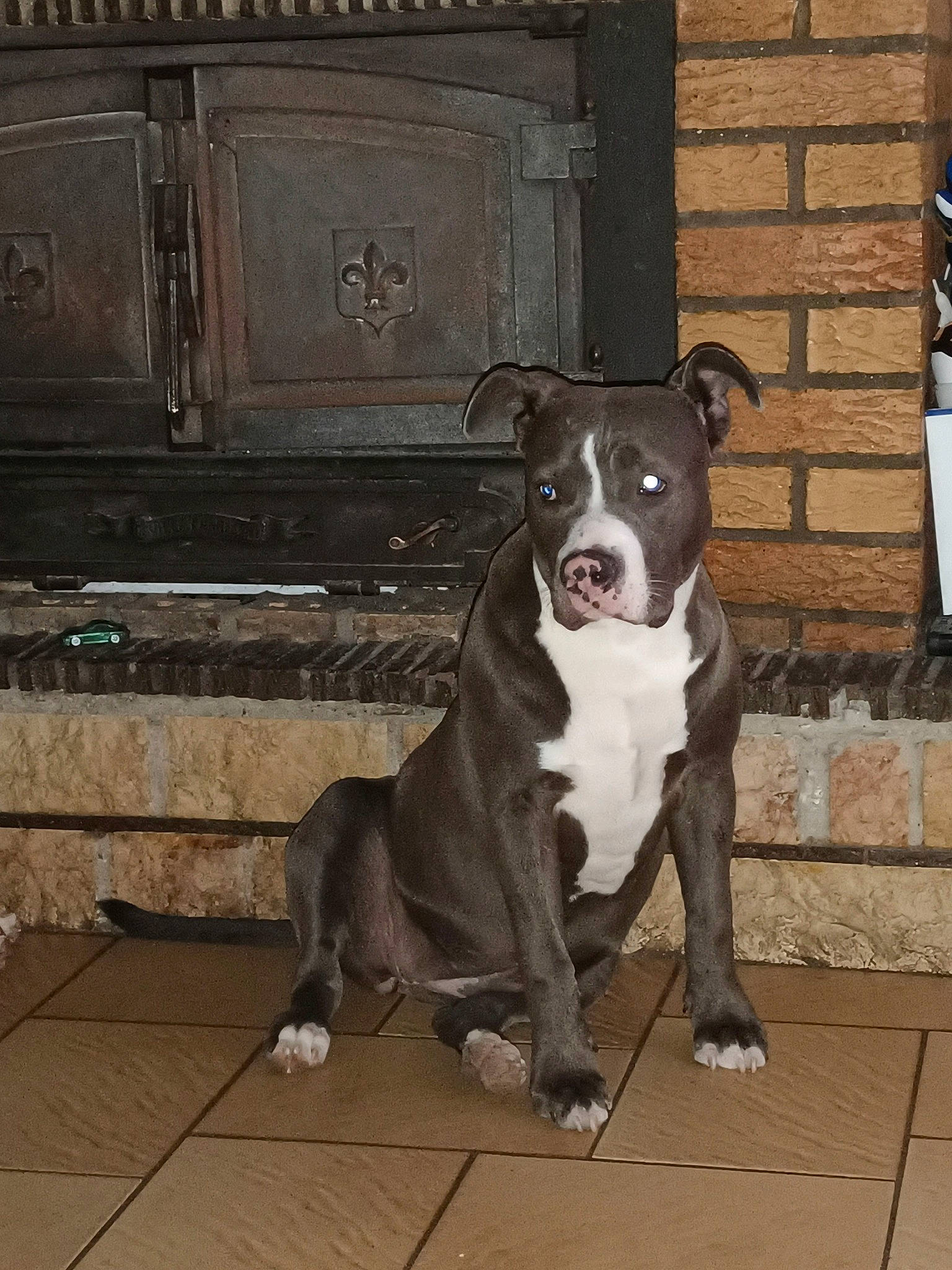 Tixi a rejoint le concours — aidez-le/la à gagner de superbes lots ! canidae, carnivore, collar, companion_dog, dog, dog_breed, dog_collar, door, fawn, flooring, leash, metal, molosser, sporting_group, terrestrial_animal, whiskers, window, wood, working_animal, working_dog