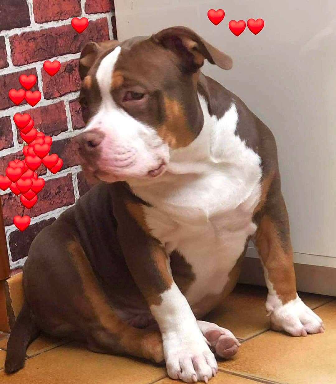 Tyson participe au concours pour gagner de l'argent avec cette photo : brick, brickwork, carnivore, collar, companion_dog, dog, dog_breed, dog_collar, door, fawn, flooring, fur, liver, snout, sporting_group, whiskers, window, wood, working_animal, working_dog