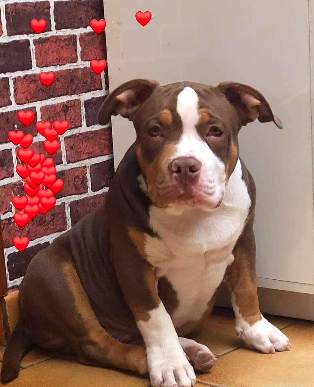 Tyson a rejoint le concours — aidez-le/la à gagner de superbes lots ! ancient_dog_breeds, canidae, carnivore, collar, companion_dog, dog, dog_breed, dog_collar, door, fawn, flooring, fur, liver, molosser, non_sporting_group, sporting_group, whiskers, window, working_animal, working_dog