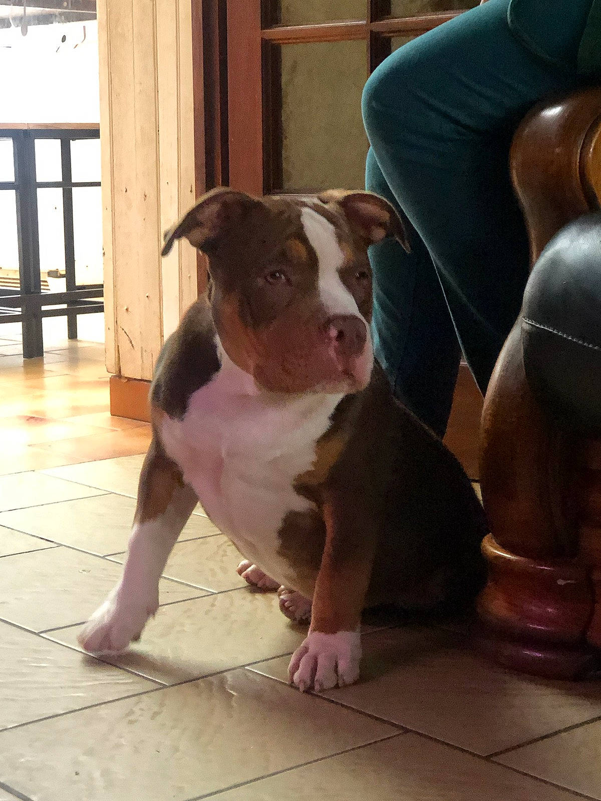 Tyson participe au concours pour gagner de l'argent avec cette photo : bulldog, canidae, carnivore, comfort, companion_dog, dog, dog_breed, fawn, floor, flooring, foot, fur, hardwood, human_leg, leg, molosser, window, wood, working_animal, wrinkle