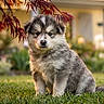 Chase participe au concours pour gagner de l'argent avec cette photo : adorable, animal, calm, cute, daylight, dog, flower, fur, garden, grass, house, leaf, nature, outdoor, pet, portrait, puppy, red_leaf, sitting, young