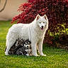 Chase participe au concours pour gagner de l'argent avec cette photo : animal, canine, cute, dog, fur, garden, grass, green_lawn, husky_puppy, mother_dog, nature, outdoor, pet, playful, puppies, puppy, red_leaves, sunlight, tree, white_dog