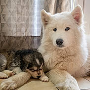 Chase participe au concours pour gagner de l'argent avec cette photo : animal, companion, cozy, curtains, cute, dog, domestic, floor, fluffy, friendship, indoor, pet, puppy, relaxed, resting, sleeping, tile_floor, water_bowl, white_dog, window