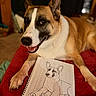 Bellatrix joined the competition — help win amazing prizes! dog, animal, pet, portrait, sketch, drawing, notebook, red_blanket, indoor, happy, smiling, brown_fur, white_fur, black_markings, ears_up, paw, wood_texture, art, relaxed, close_up