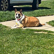 Bellatrix is registered to the contest to win money with this photo: dog, grass, sidewalk, outdoor, sunlight, collar, parked_car, vehicle, pet, canine, resting, greenery, daylight, shadow, nature, mammal, domestic_animal, quiet, calm, relaxed