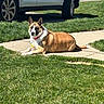 dog, grass, sidewalk, outdoor, sunlight, collar, parked_car, vehicle, pet, canine, resting, greenery, daylight, shadow, nature, mammal, domestic_animal, quiet, calm, relaxed