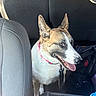 Bellatrix joined the competition — help win amazing prizes! dog, animal, pet, car_interior, seat, collar, tongue_out, happy, leash, cup_holder, window, fabric, vehicle, transportation, head, ears, eyes, mouth, smile, domestic_animal