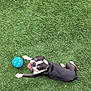 dog, boston_terrier, grass, ball, pet, animal, outdoor, playful, tongue_out, black_and_white, canine, collar, happy, cute, looking_up, summer, daylight, fun, toy, lying_down