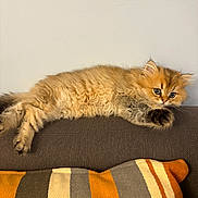 Stormy a rejoint le concours — aidez-le/la à gagner de superbes lots ! animal, cat, couch, cozy, curious, cute, feline, fluffy, fur, gray, home, indoor, kitten, orange, pet, pillow, relaxed, resting, striped_pillow, white