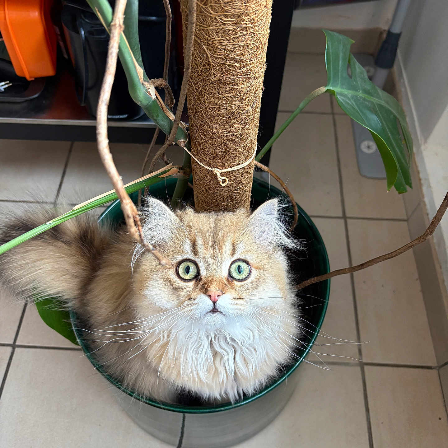 Stormy a rejoint le concours — aidez-le/la à gagner de superbes lots ! adorable, brown_stalk, cat, curious, cute, domestic_animal, feline, fluffy, fur, green_leaves, houseplant, indoor, looking_up, pet, plant_pot, sitting, small, tile_floor, whiskers, wide_eyes