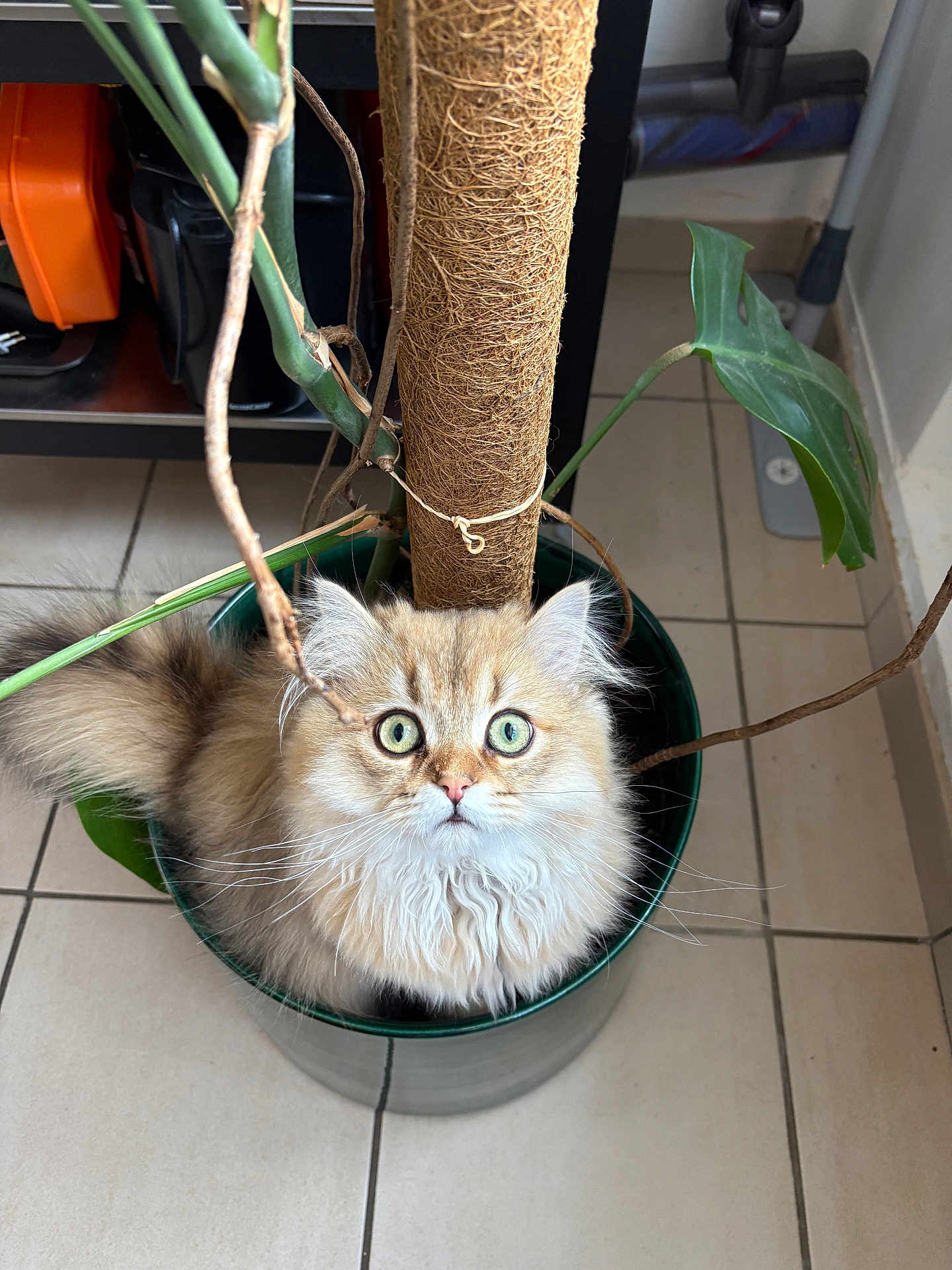 Stormy a rejoint le concours — aidez-le/la à gagner de superbes lots ! adorable, brown_stalk, cat, curious, cute, domestic_animal, feline, fluffy, fur, green_leaves, houseplant, indoor, looking_up, pet, plant_pot, sitting, small, tile_floor, whiskers, wide_eyes