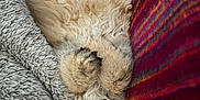 Stormy participe au concours pour gagner de l'argent avec cette photo : animal, blanket, cat, closeup, colorful, comfort, cozy, cute, domestic_animal, fluffy, fur, indoor, paws, pet, relaxed, resting, sleeping, soft, striped_fabric, upside_down