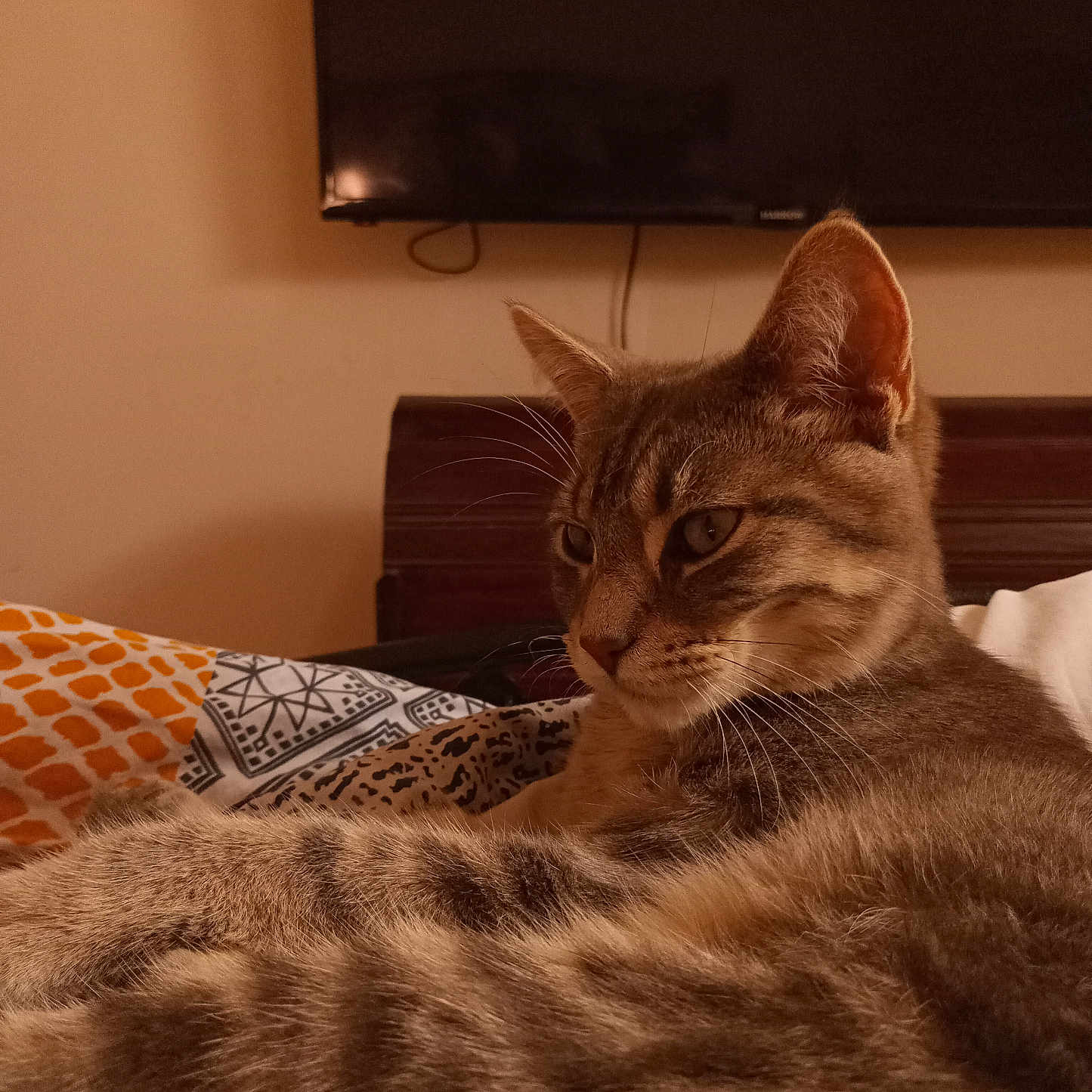 Billy participe au concours pour gagner de l'argent avec cette photo : abyssinian, animal, architecture, building, cat, computerhardware, couch, cushion, electronics, furniture, hardware, homedecor, indoors, livingroom, manx, monitor, pet, room, screen, tv