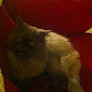 Ashes joined the competition — help win amazing prizes!